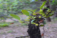 Bulbophyllum neilgherrense